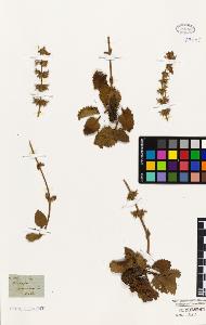 SW_BNB_s3010-01645_IMG-0000000001