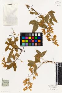 SW_BNB_s3010-01659_IMG-0000000001