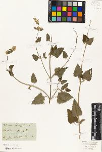 SW_BNB_s3010-01681_IMG-0000000001