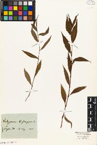 SW_BNB_s3010-01702_IMG-0000000001