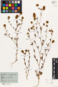 SW_BNB_s3010-01809_IMG-0000000001
