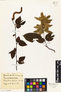 SW_BNB_s3010-01886_IMG-0000000001