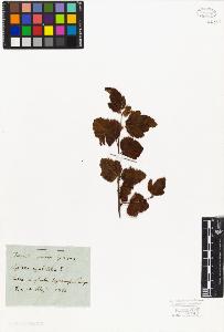 SW_BNB_s3010-01911_IMG-0000000001