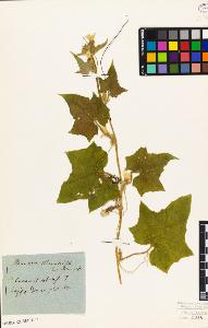 SW_BNB_s3010-01949_IMG-0000000001
