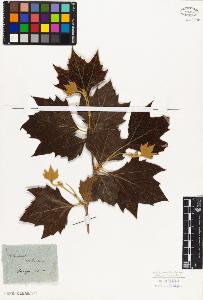 SW_BNB_s3010-01952_IMG-0000000001