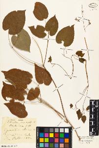 SW_BNB_s3010-01979_IMG-0000000001
