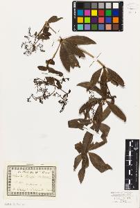 SW_BNB_s3010-02119_IMG-0000000001