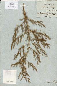 SW_BNB_s3010-02170_IMG-0000000001