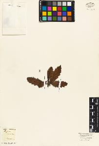 SW_BNB_s3010-02208_IMG-0000000001