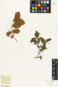 SW_BNB_s3010-02250_IMG-0000000001