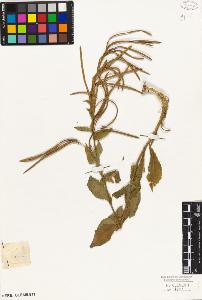 SW_BNB_s3010-02496_IMG-0000000001