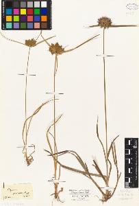 SW_BNB_s3010-02593_IMG-0000000001