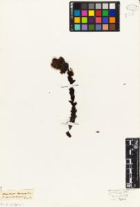SW_BNB_s3010-02629_IMG-0000000001
