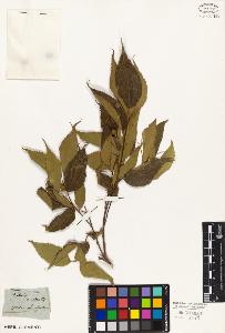 SW_BNB_s3010-02775_IMG-0000000001