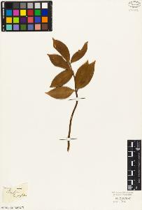 SW_BNB_s3010-02781_IMG-0000000001