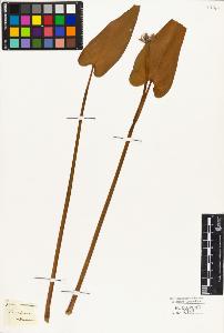 SW_BNB_s3010-03046_IMG-0000000001