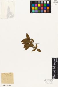 SW_BNB_s3010-03052_IMG-0000000001