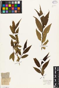 SW_BNB_s3010-03081_IMG-0000000001