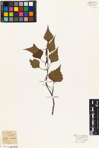 SW_BNB_s3010-03086_IMG-0000000001