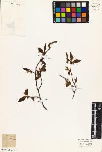 SW_BNB_s3010-03106_IMG-0000000001