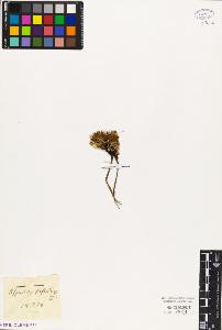 SW_BNB_s3010-03113_IMG-0000000001