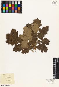 SW_BNB_s3010-03138_IMG-0000000001