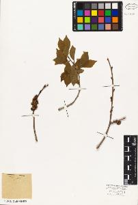 SW_BNB_s3010-03147_IMG-0000000001