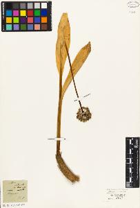 SW_BNB_s3010-03175_IMG-0000000001