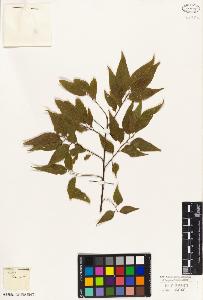 SW_BNB_s3010-03206_IMG-0000000001