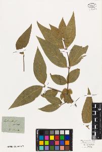 SW_BNB_s3010-03341_IMG-0000000001