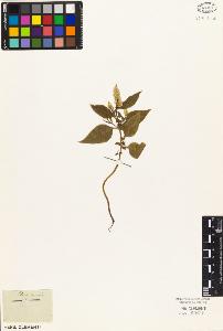 SW_BNB_s3010-03713_IMG-0000000001