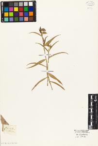 SW_BNB_s3010-03970_IMG-0000000001