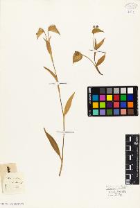 SW_BNB_s3010-03971_IMG-0000000001
