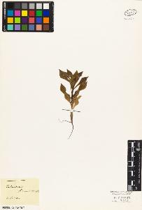 SW_BNB_s3010-03996_IMG-0000000001