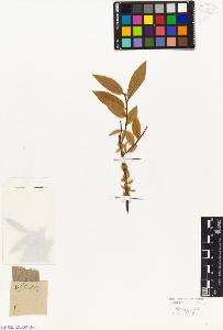 SW_BNB_s3010-04321_IMG-0000000001