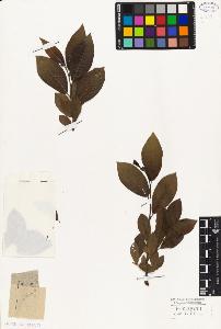 SW_BNB_s3010-04360_IMG-0000000001