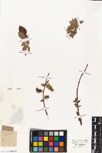 SW_BNB_s3010-04365_IMG-0000000001