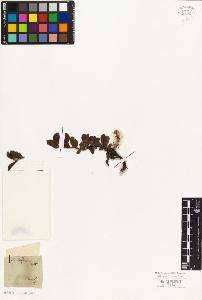 SW_BNB_s3010-04368_IMG-0000000001