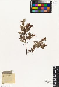 SW_BNB_s3010-04384_IMG-0000000001