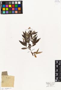 SW_BNB_s3010-04395_IMG-0000000001
