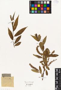 SW_BNB_s3010-04399_IMG-0000000001