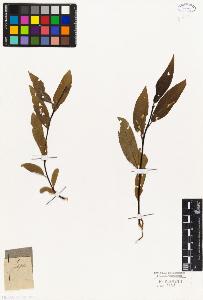 SW_BNB_s3010-04403_IMG-0000000001