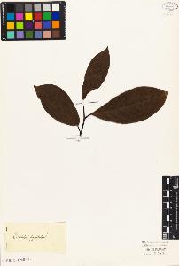 SW_BNB_s3010-04408_IMG-0000000001