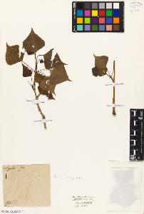 SW_BNB_s3010-04523_IMG-0000000001
