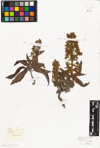SW_BNB_s3010-04988_IMG-0000000001