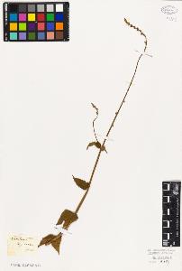 SW_BNB_s3010-04999_IMG-0000000001