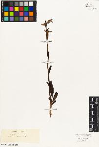 SW_BNB_s3010-05060_IMG-0000000001