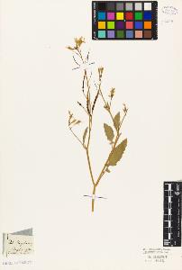 SW_BNB_s3010-05450_IMG-0000000001