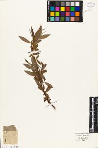 SW_BNB_s3010-05585_IMG-0000000001