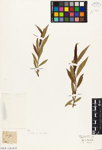 SW_BNB_s3010-05596_IMG-0000000001